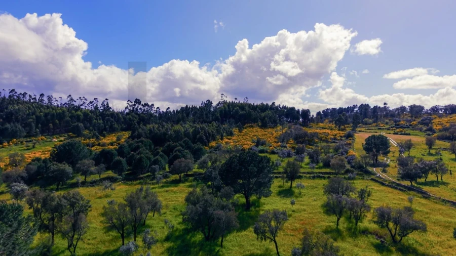 Terreno para Venda em Belver Foto 9