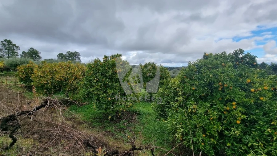 Terreno Agricola ou Rústico para Venda em Póvoa de Atalaia e Atalaia do Campo Foto 11