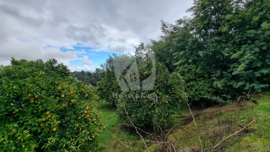 Terreno Agricola ou Rústico para Venda em Póvoa de Atalaia e Atalaia do Campo Foto 12