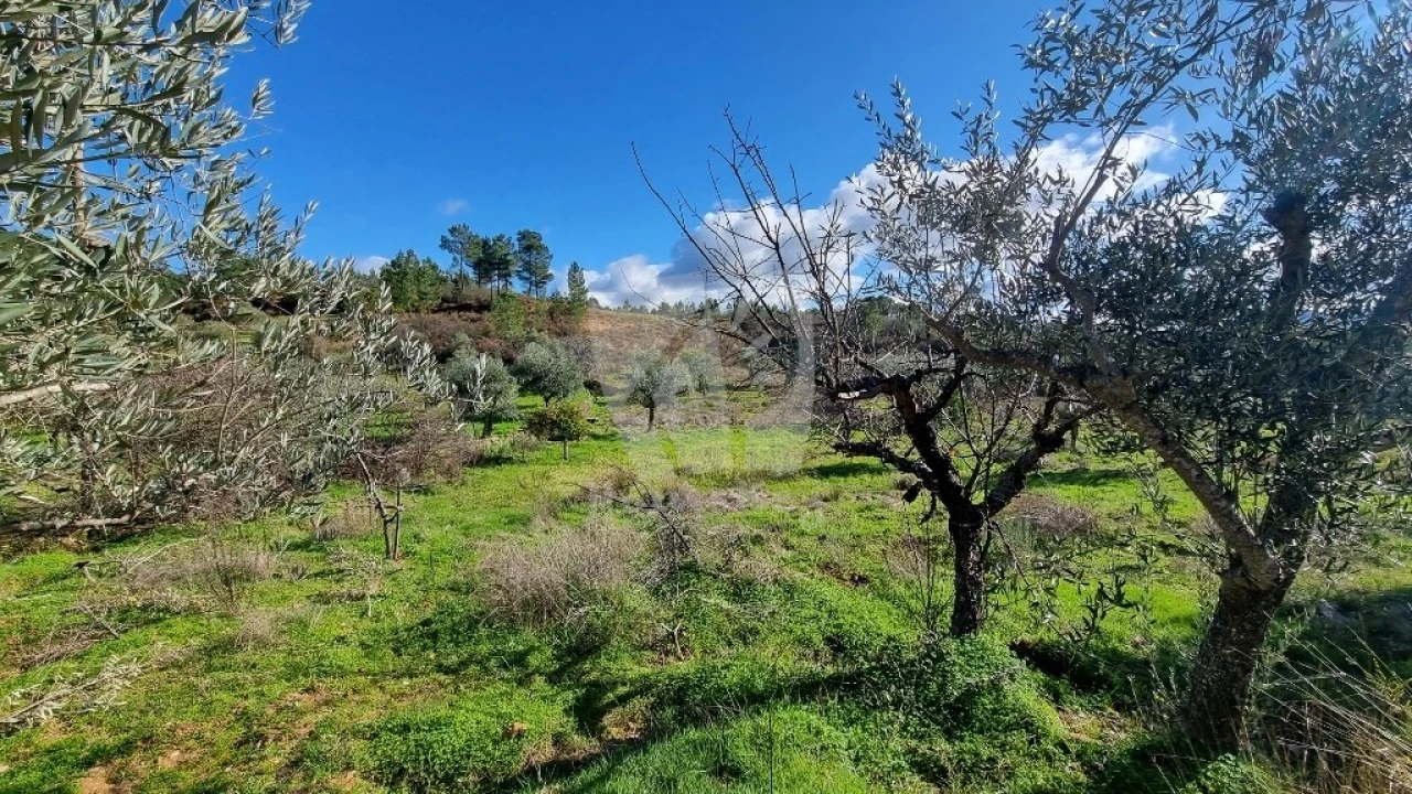 Terreno Agricola ou Rústico para Venda em Santo Andre das Tojeiras Foto 7