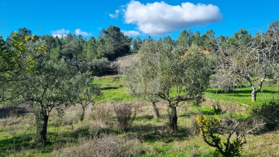 Terreno Agricola ou Rústico para Venda em Santo Andre das Tojeiras Foto 15