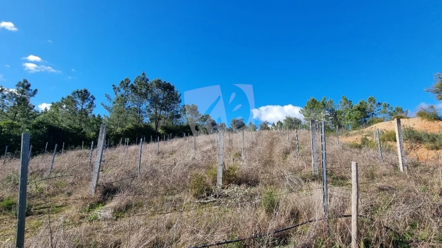Terreno Agricola ou Rústico para Venda em Santo Andre das Tojeiras Foto 6