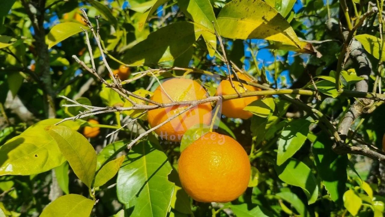 Terreno Agricola ou Rústico para Venda em Santo Andre das Tojeiras Foto 17