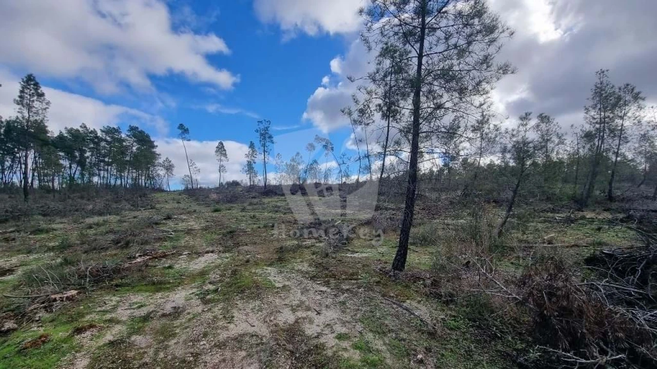 Terreno Agricola ou Rústico para Venda em Sarzedas Foto 6