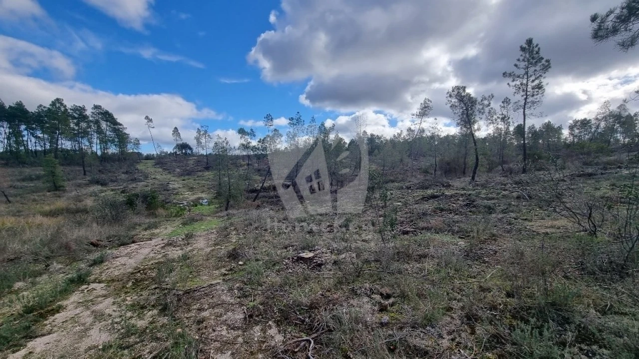 Terreno Agricola ou Rústico para Venda em Sarzedas Foto 5