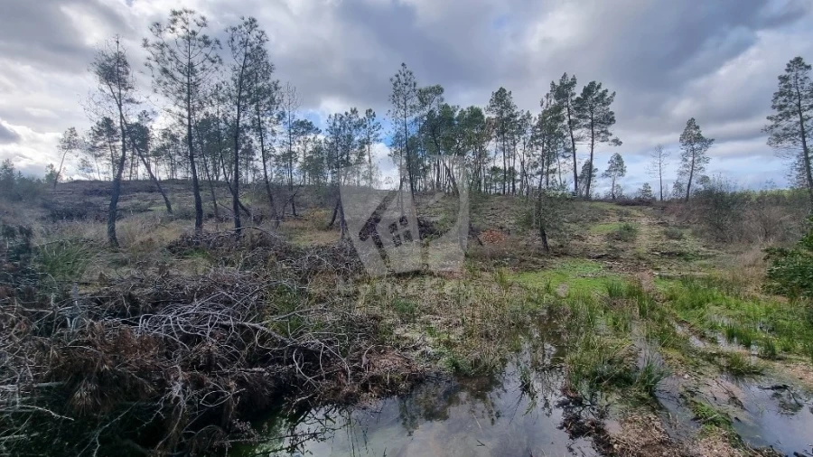 Terreno Agricola ou Rústico para Venda em Sarzedas Foto 7