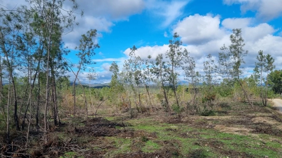 Terreno Agricola ou Rústico para Venda em Sarzedas Foto 2