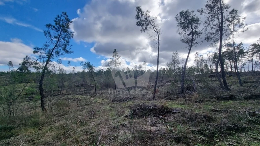 Terreno Agricola ou Rústico para Venda em Sarzedas Foto 3