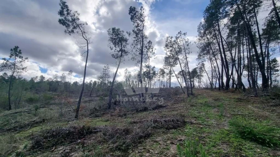 Terreno Agricola ou Rústico para Venda em Sarzedas Foto 4