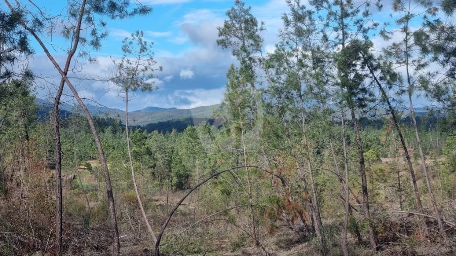 Terreno Agricola ou Rústico para Venda em Sarzedas