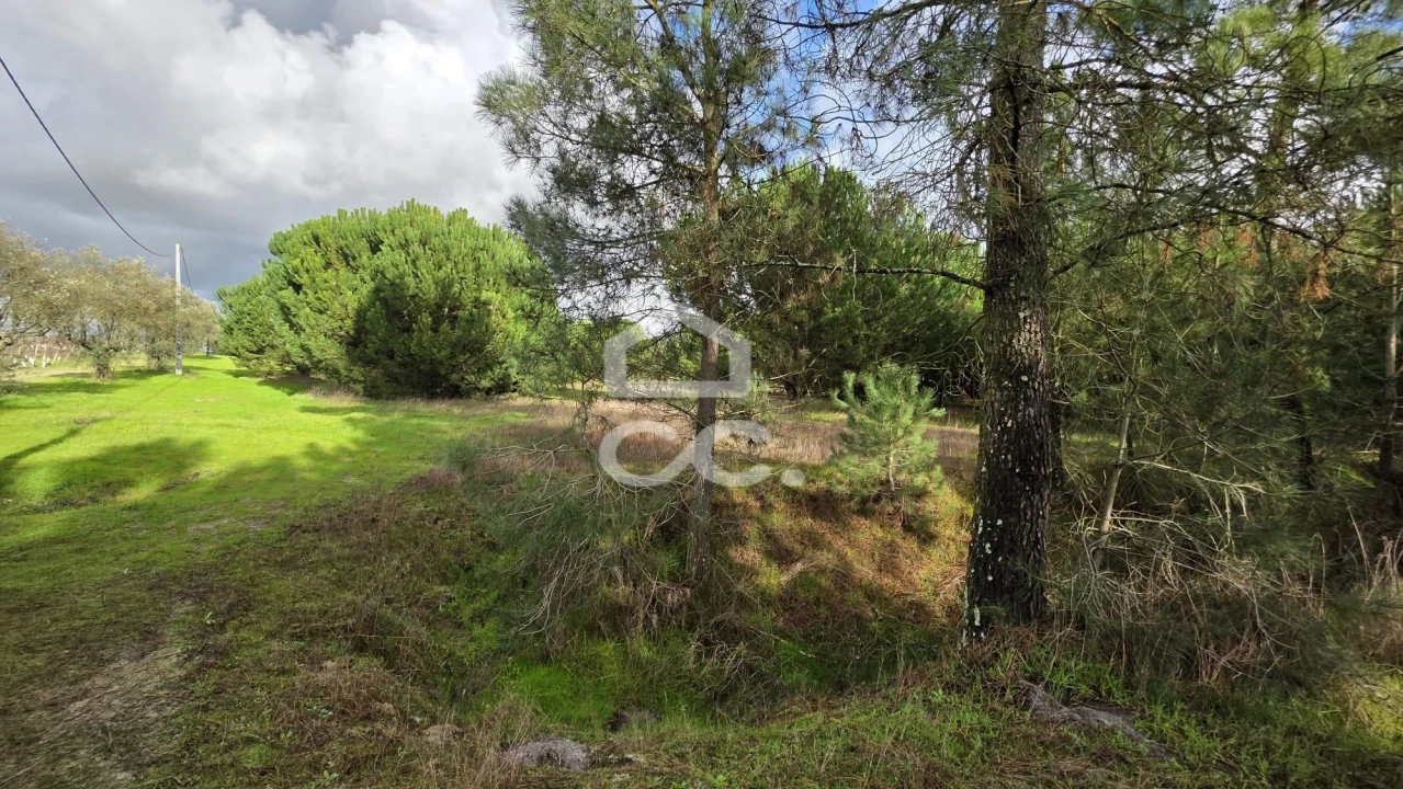 Terreno para Venda em Montijo e Afonsoeiro Foto 5