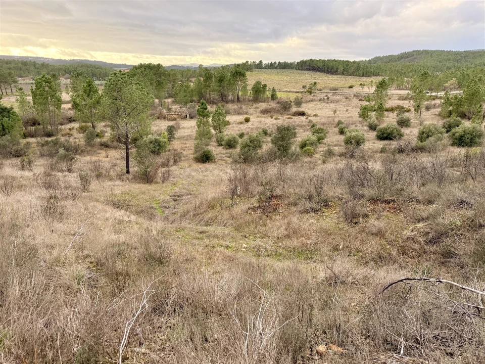 Quinta T0 para Venda em Sarzedas Foto 21