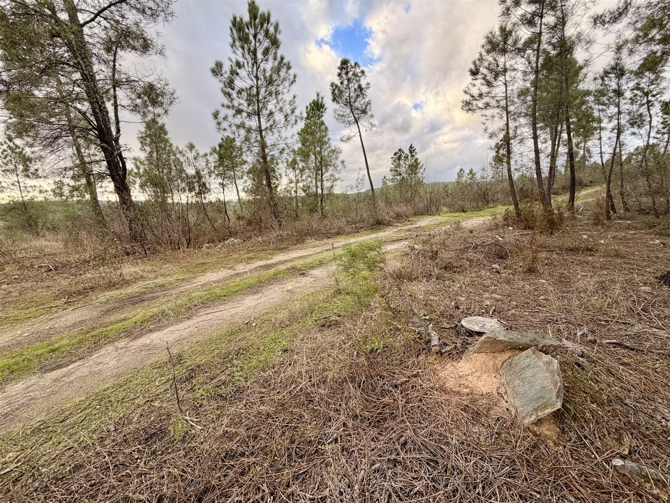 Quinta T0 para Venda em Sarzedas Foto 23
