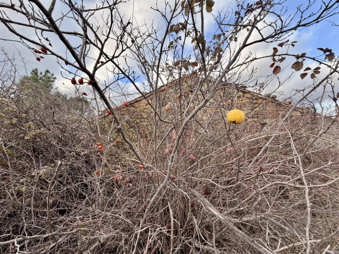 Quinta T0 para Venda em Sarzedas Foto 11
