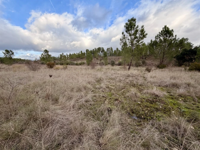 Quinta T0 para Venda em Sarzedas Foto 10