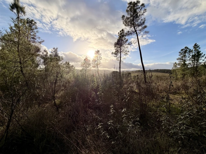 Quinta T0 para Venda em Sarzedas Foto 28