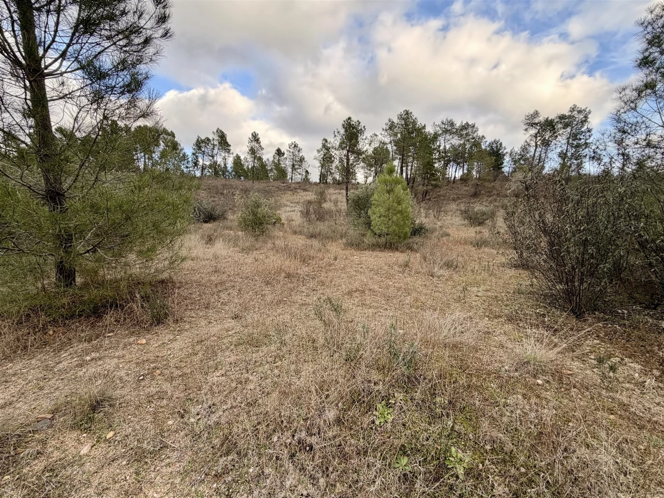 Quinta T0 para Venda em Sarzedas Foto 19