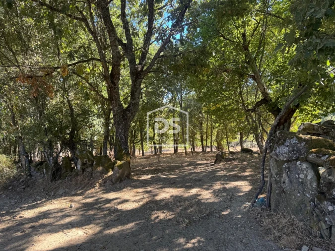 Terreno Agricola ou Rústico para Venda em Quintas de São Bartolomeu Foto 3