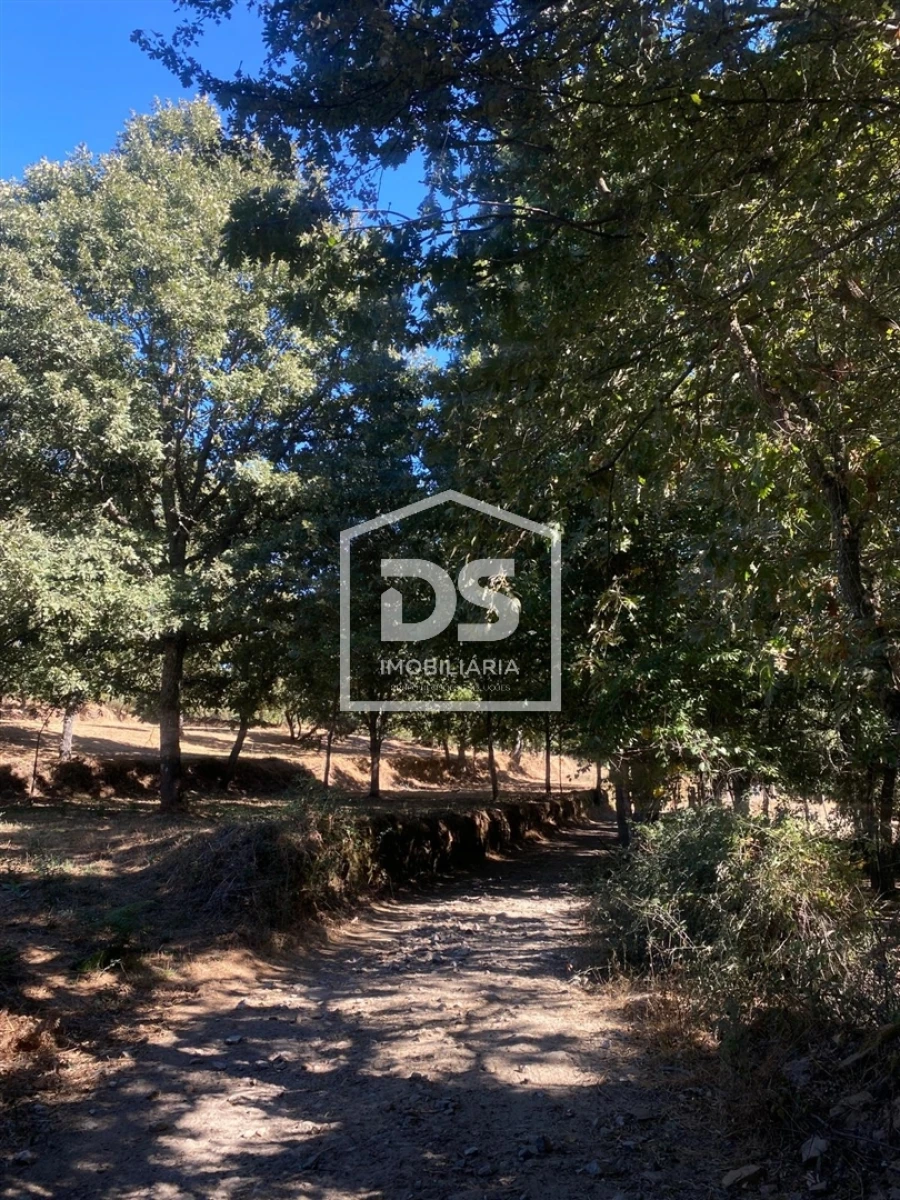 Terreno Agricola ou Rústico para Venda em Quintas de São Bartolomeu Foto 4