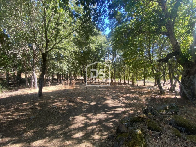 Terreno Agricola ou Rústico para Venda em Quintas de São Bartolomeu Foto 7