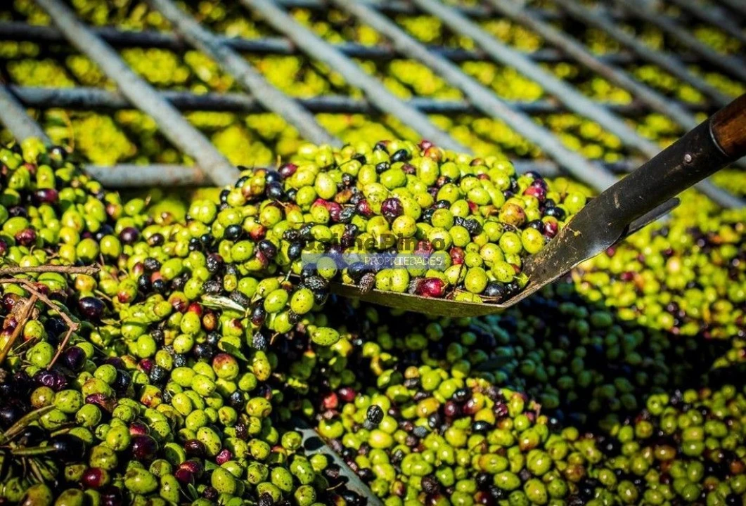 Prédio para Venda em Vila Nova de Foz Côa Foto 2