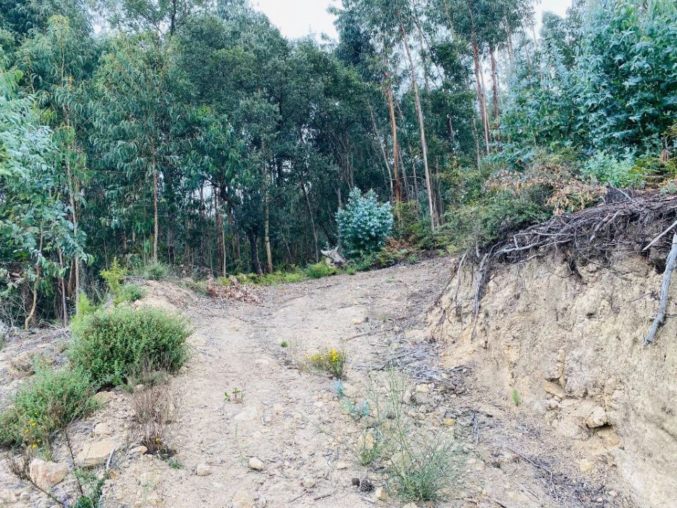 Terreno Misto para Venda em Campo e Tamel (São Pedro Fins) Foto 10