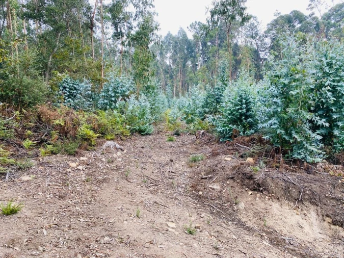 Terreno Misto para Venda em Campo e Tamel (São Pedro Fins) Foto 6