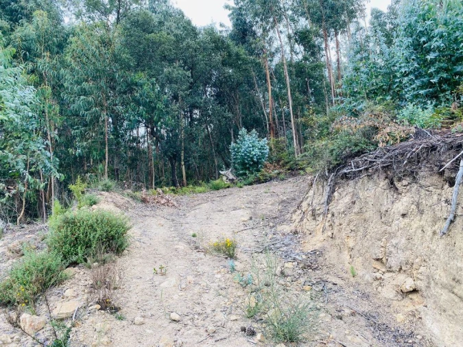 Terreno Misto para Venda em Campo e Tamel (São Pedro Fins) Foto 10