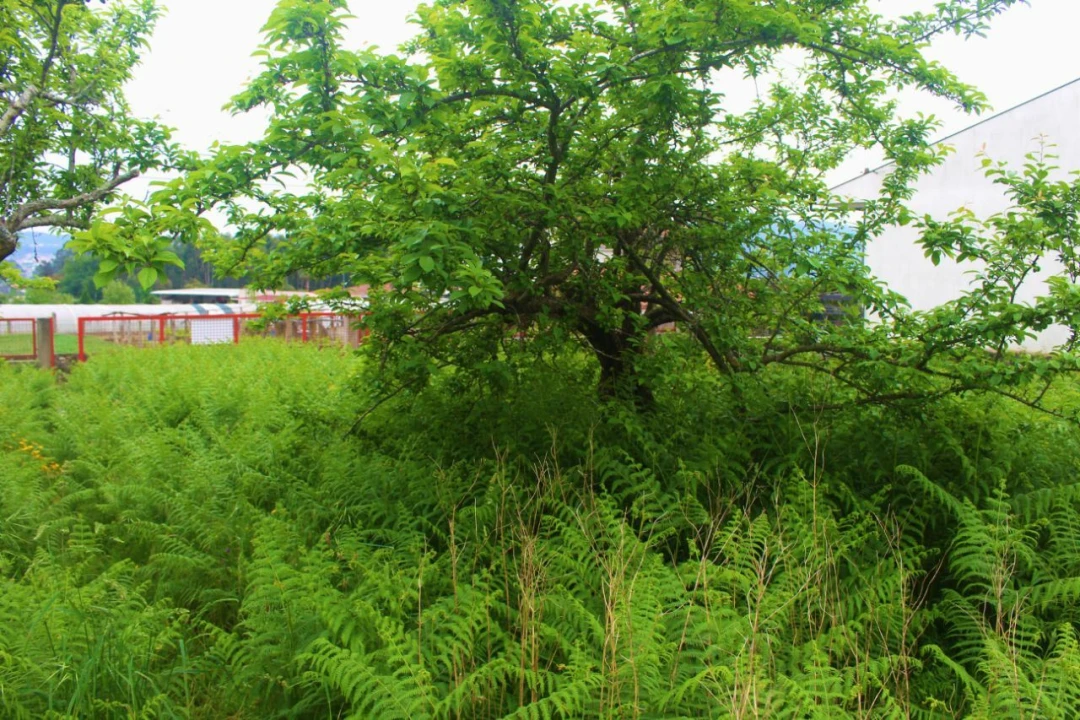 Terreno para Venda em Abade de Neiva Foto 8