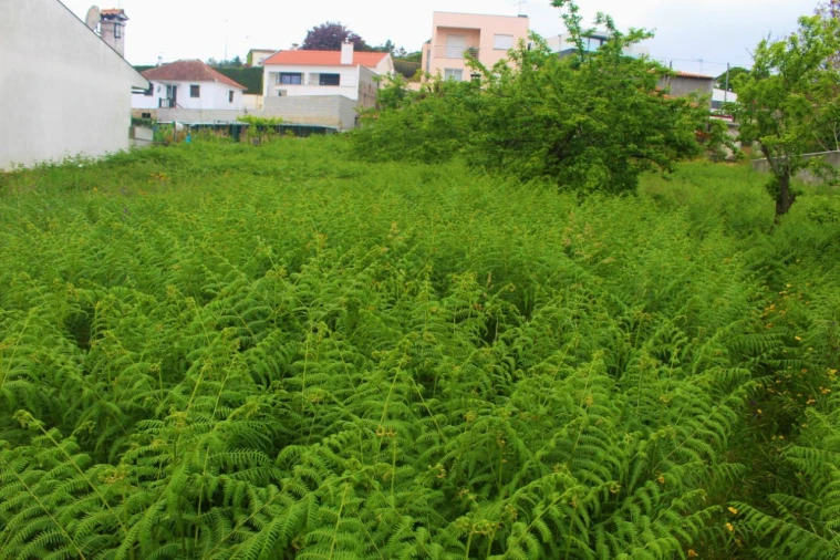 Terreno para Venda em Abade de Neiva Foto 4