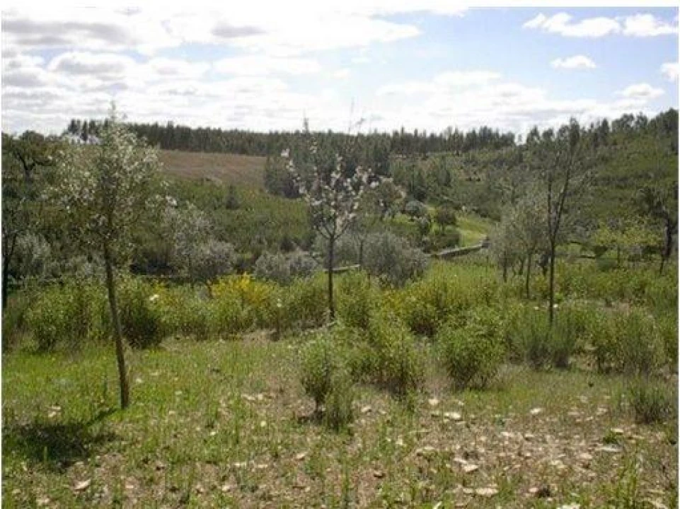 Terreno Agricola ou Rústico para Venda em Benquerenças Foto 1