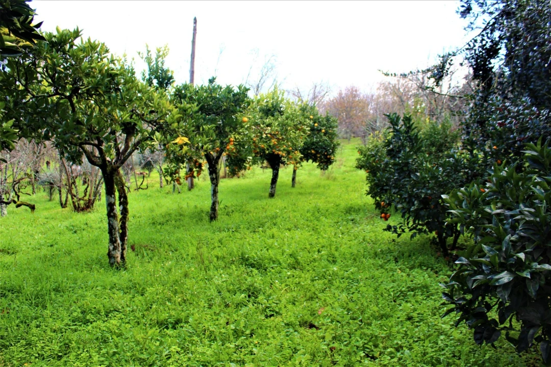 Moradia T9 para Venda em Mangualde, Mesquitela e Cunha Alta Foto 14