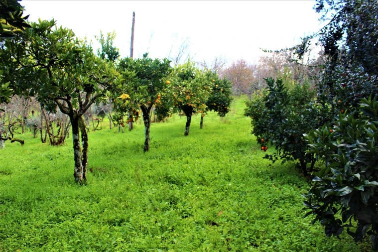 Moradia T9 para Venda em Mangualde, Mesquitela e Cunha Alta Foto 14