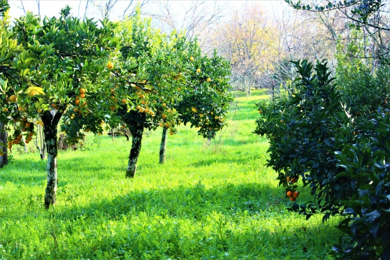Moradia T9 para Venda em Mangualde, Mesquitela e Cunha Alta Foto 15