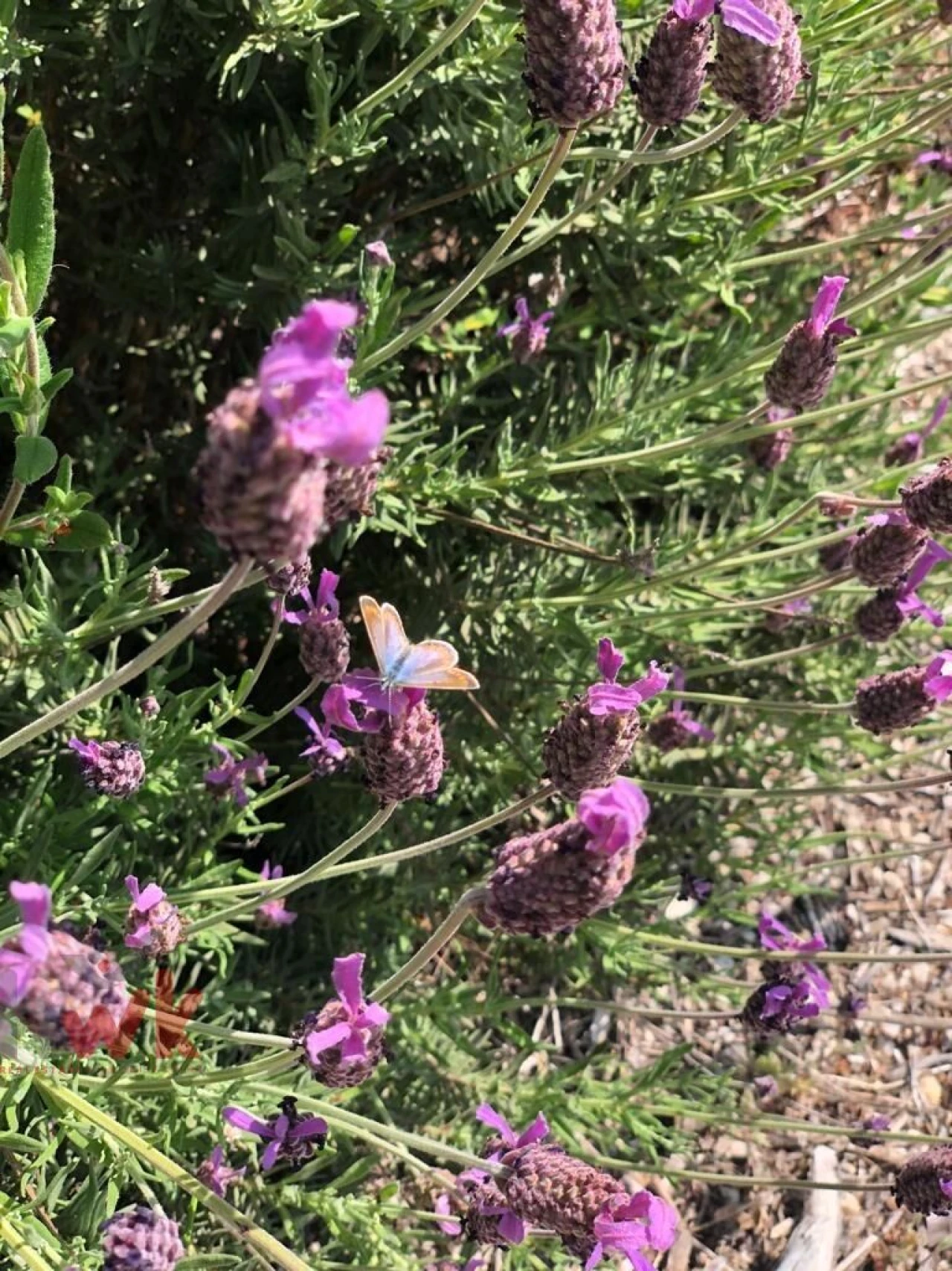 Moradia T2 para Venda em Covas e Vila Nova de Oliveirinha Foto 9