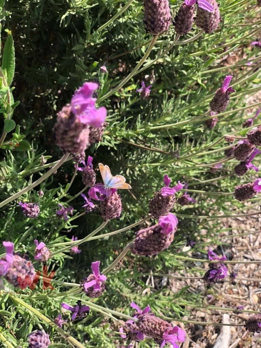 Moradia T2 para Venda em Covas e Vila Nova de Oliveirinha Foto 9