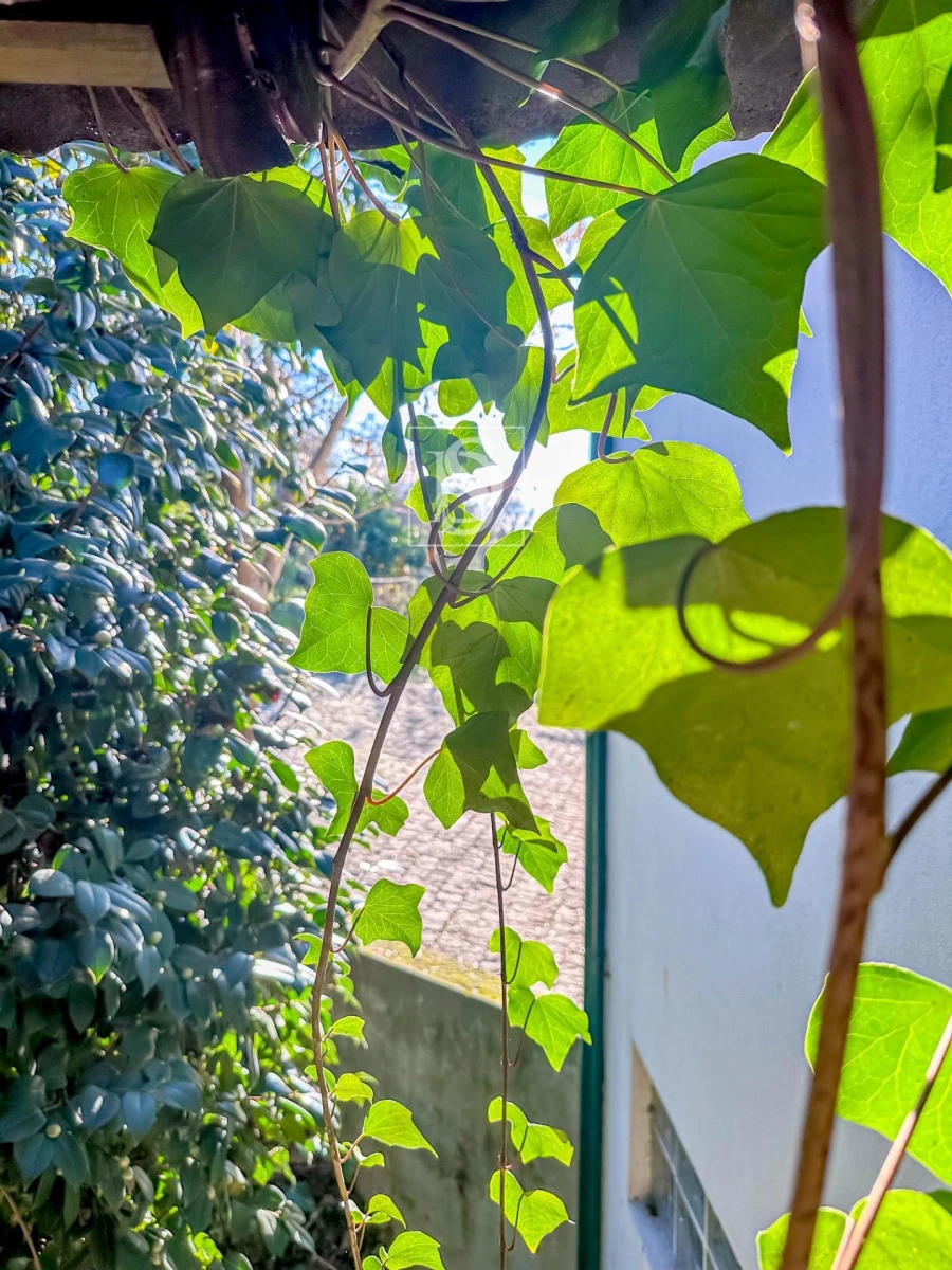 Moradia T3 para Venda em Amarante (São Gonçalo), Madalena, Cepelos e Gatão Foto 22
