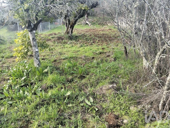 Terreno para Venda em Chãos Foto 5