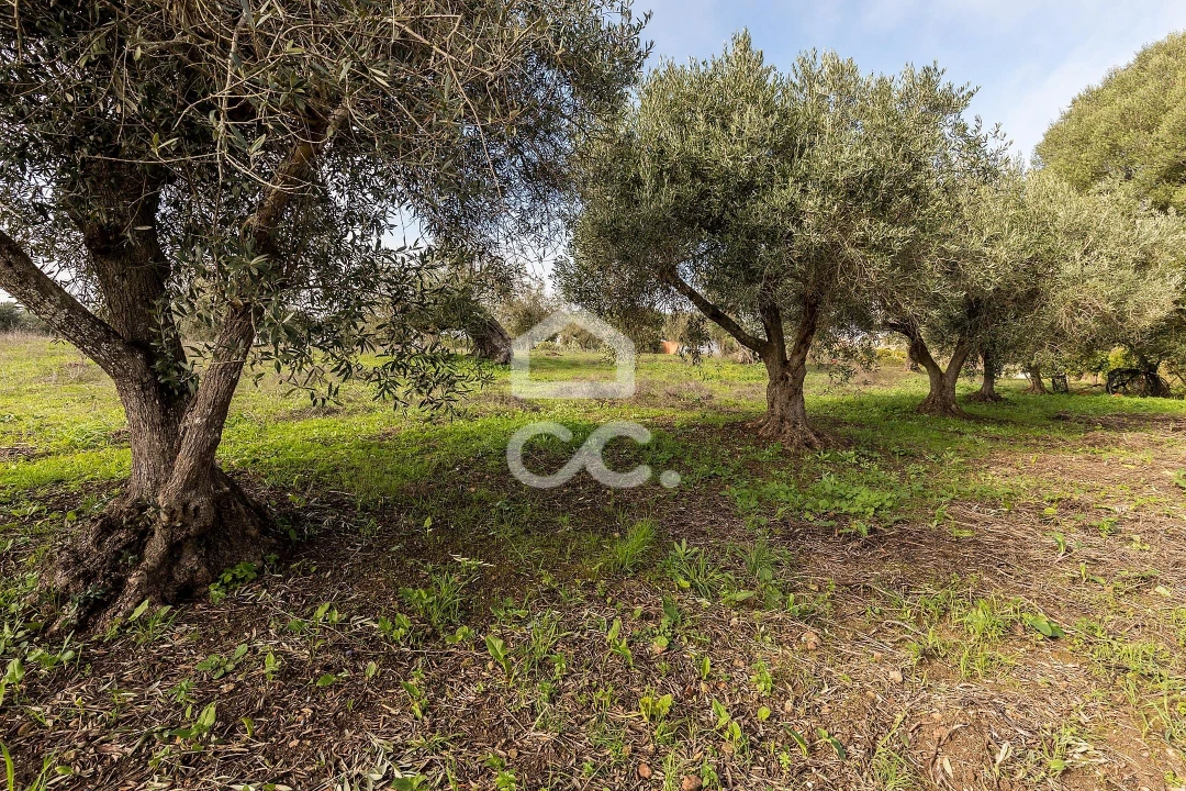 Quinta T5 para Venda em Torrão Foto 41