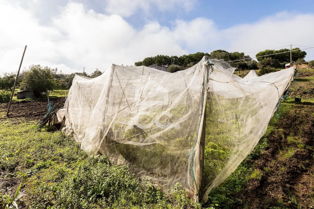 Quinta T5 para Venda em Torrão Foto 67