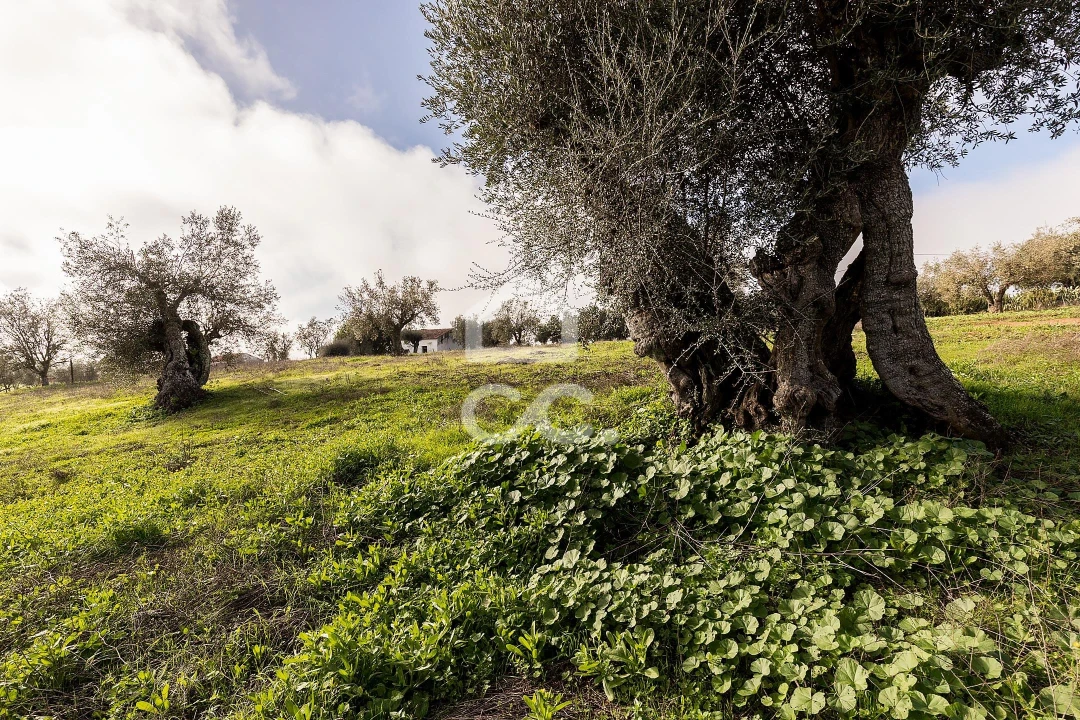 Quinta T5 para Venda em Torrão Foto 43