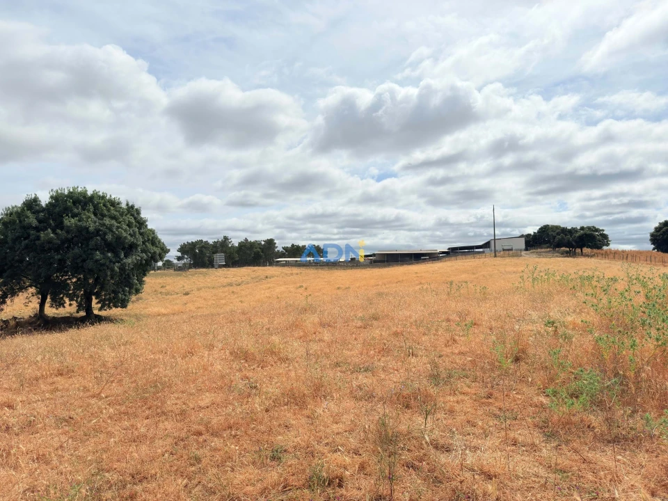 Terreno para Venda em Lardosa Foto 14