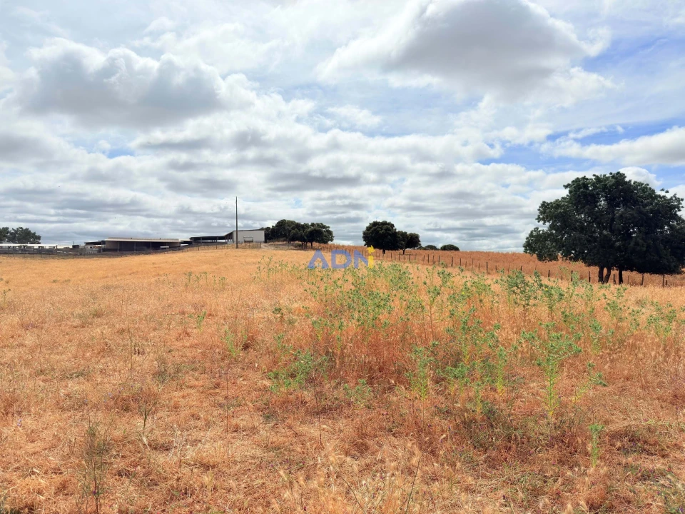 Terreno para Venda em Lardosa Foto 13