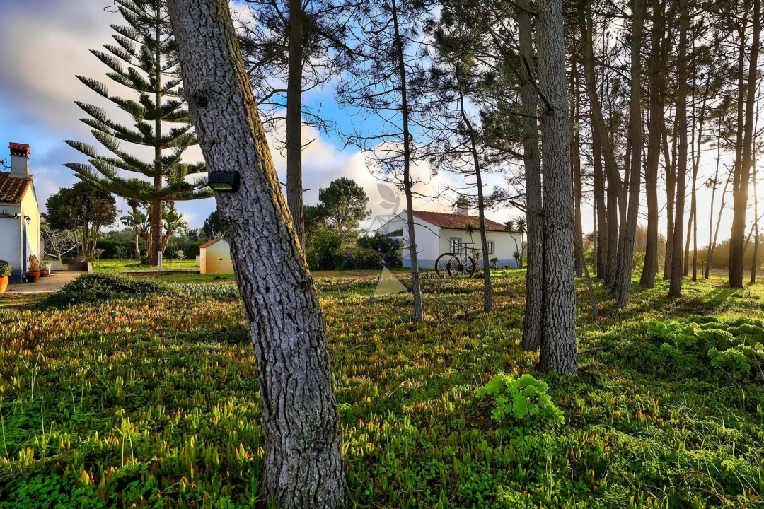 Quinta T3 para Venda em Rogil Foto 47