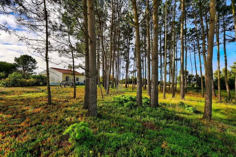 Quinta T3 para Venda em Rogil Foto 44