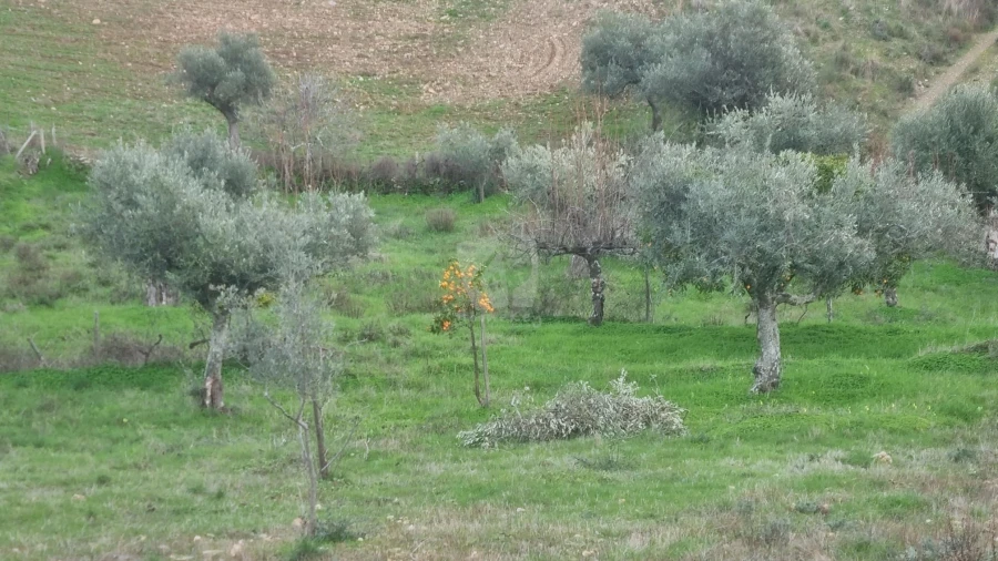 Terreno Agricola ou Rústico para Venda em Perais Foto 28