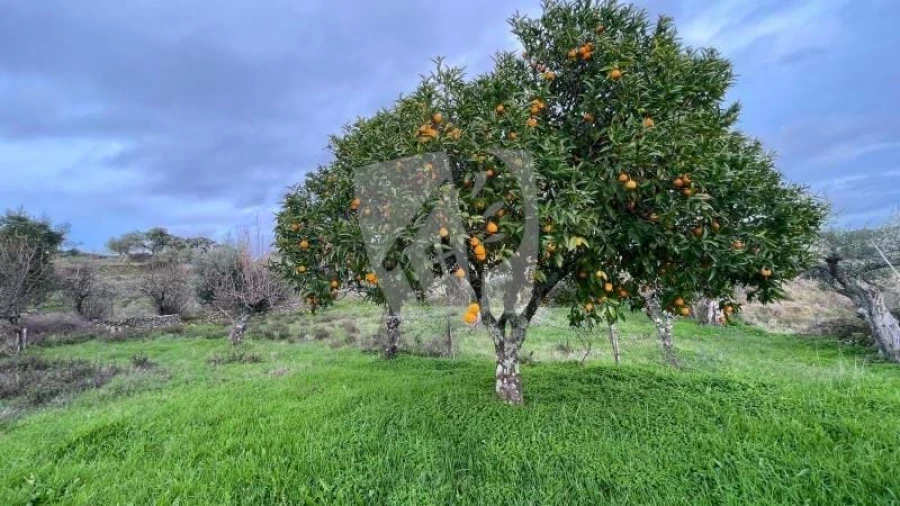 Terreno Agricola ou Rústico para Venda em Perais Foto 15