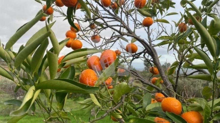 Terreno Agricola ou Rústico para Venda em Perais Foto 20