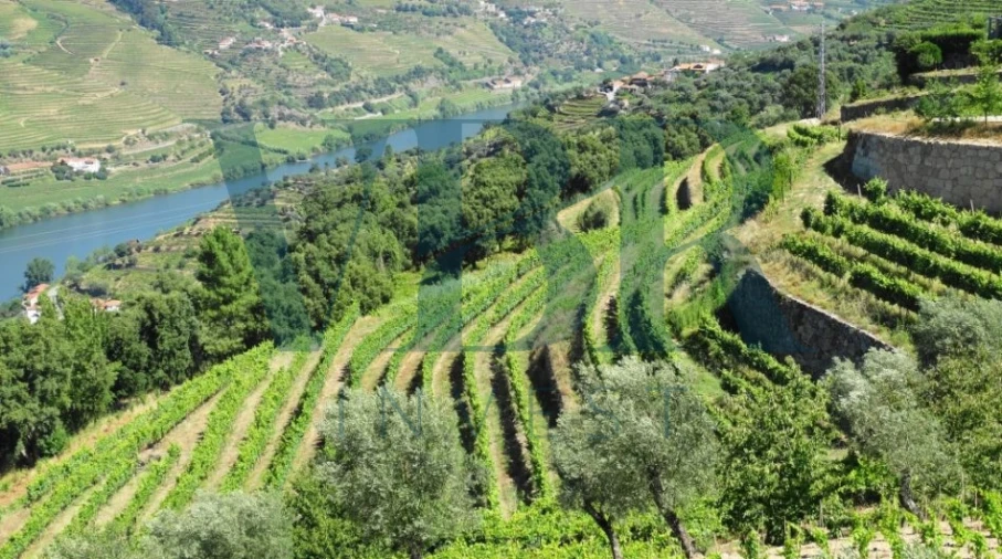Terreno para Venda em Anreade e São Romão de Aregos Foto 4