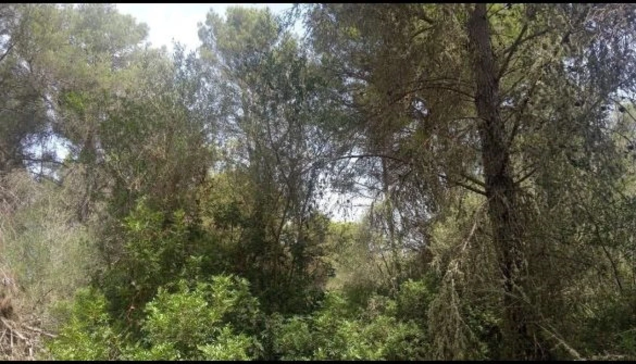 Terreno Agricola ou Rústico para Venda em Moledo Foto 1